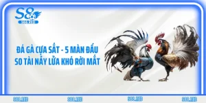 Đá Gà Cựa Sắt - 5 Màn Đấu So Tài Nảy Lửa Khó Rời Mắt